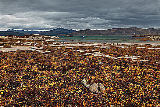 苏格兰,高地,海草,遮盖,岸边,小船,停泊,湖,斯凯岛