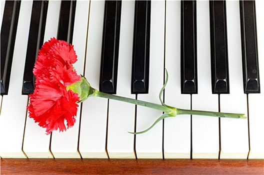 浪漫,概念,红色,康乃馨,钢琴,按键