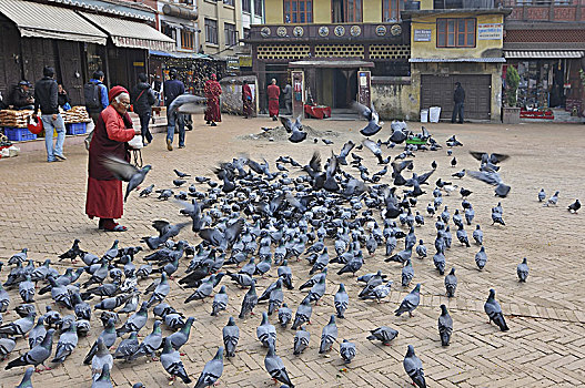 尼泊尔,加德满都,老,女士,鸽子