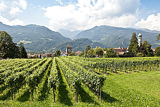 葡萄园,葡萄酒厂,靠近,瑞士,欧洲