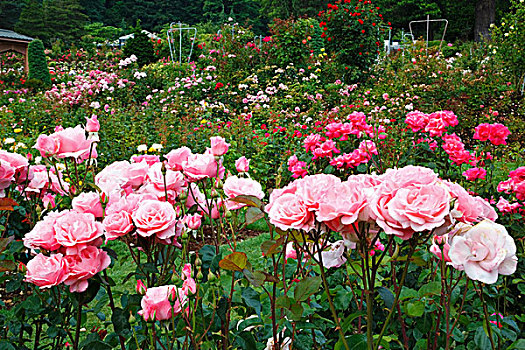 粉色,玫瑰,波特兰,玫瑰园,俄勒冈,美国