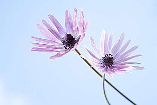 花,天空,背景