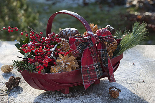 红色,木篮,冬青属,圣诞装饰,材质