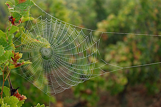 蜘蛛网,葡萄园