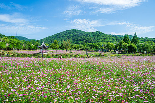 南京不老村风景