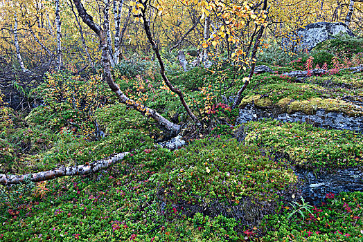 桦树,树林,秋天,国家公园,瑞典,欧洲
