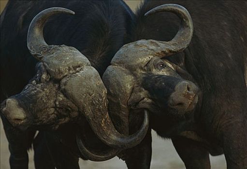 南非水牛,非洲水牛,雄性动物,打斗,冬天,禁猎区,南非