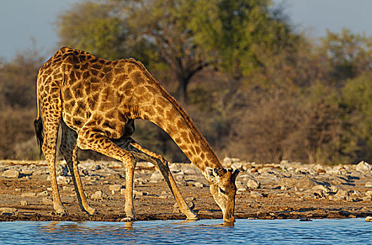 南非,长颈鹿,雄性,喝,水潭,埃托沙国家公园,纳米比亚,非洲