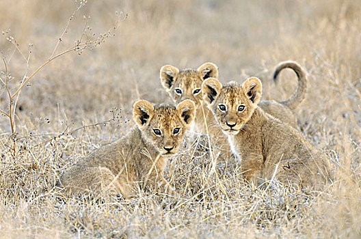 三个,好奇,幼狮,狮子,坐,干草,恩格罗恩格罗,坦桑尼亚,非洲