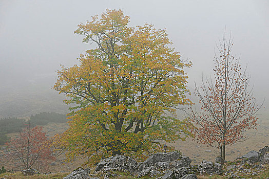 雾,彩色,正面,漂石,上巴伐利亚