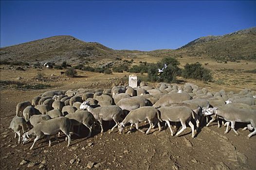 绵羊,牧群,山峦,南方,西班牙