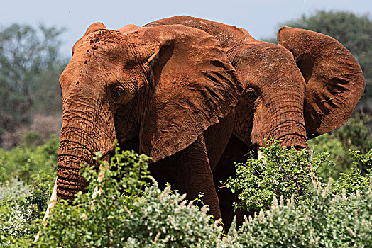 两个,非洲象,走,灌木,查沃,肯尼亚