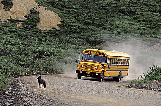美国,阿拉斯加,德纳里峰国家公园,途中,旅游巴士