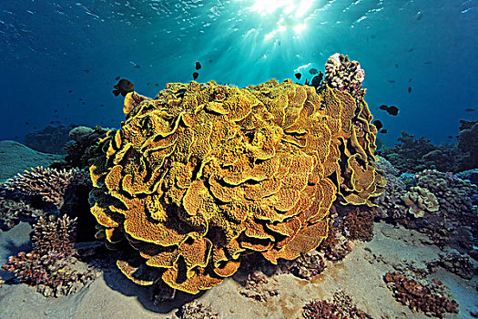 陀螺珊瑚,珊瑚,沙,仰视,阳光,埃及,红海,非洲