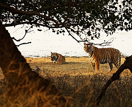 雌性,虎,公园,拉贾斯坦邦,印度