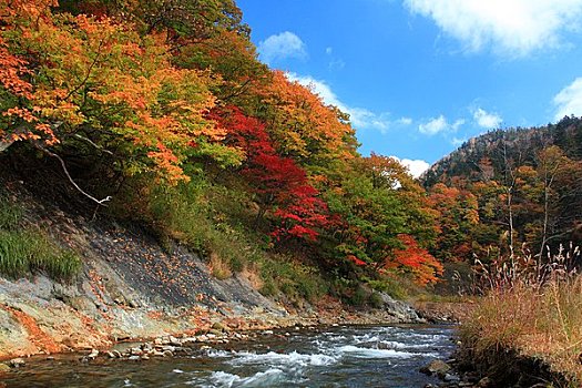 温泉,秋叶