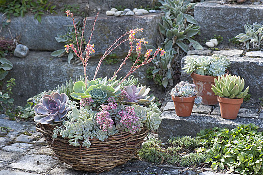 篮子,陶制容器,景天属植物,拟石莲花属