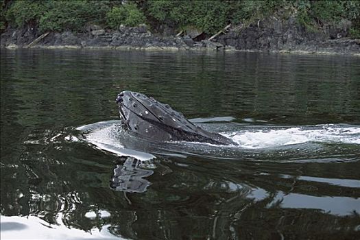 驼背鲸,大翅鲸属,鲸鱼,水面,东南阿拉斯加