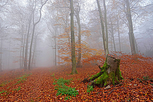 山毛榉,秋天,山谷,莱茵兰普法尔茨州,德国