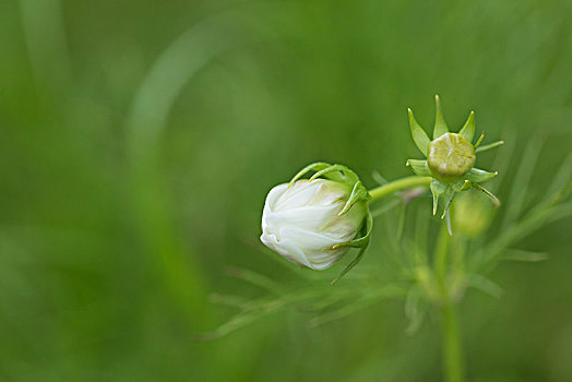 波斯菊