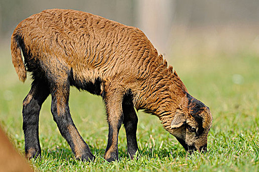 喀麦隆羊,羊羔在草甸,巴伐利亚,德国