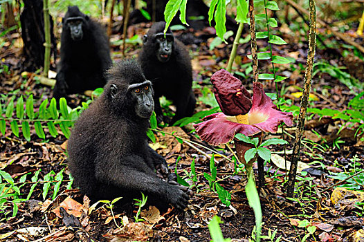 黑色,短尾猿,弥猴属,群,旁侧,尸体,花,北方,苏拉威西岛,印度尼西亚