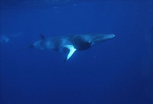 矮小,小须鲸,游动,水下,侧面,西澳大利亚