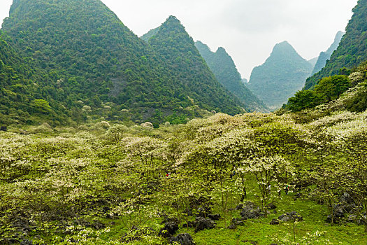 中国广西柳州鹿寨中渡山尖村四十八弄天然牧场桐油花开春色满园迎客来