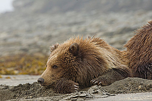 美国,阿拉斯加,卡特麦国家公园,大灰熊,幼兽,棕熊,休息,沙滩,湾,晨雾