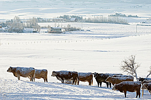 牛,涂层,雪,风暴,夜晚,等待,农场主,进食,粗厚,外套,融化,后背,草场,靠近,公路,西南方,艾伯塔省,加拿大