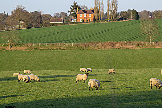 羊群,放牧,茂密,地点,靠近,萨里,英格兰