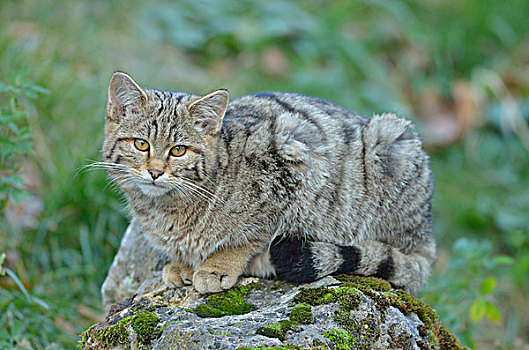 野猫科动物,黑森州,德国