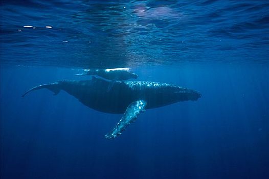 驼背鲸,大翅鲸属,鲸鱼,雌性,夏威夷