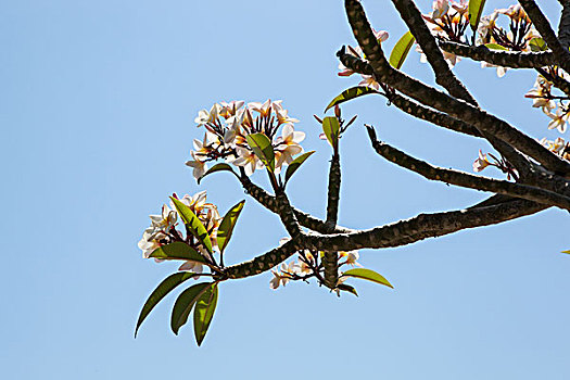 花枝