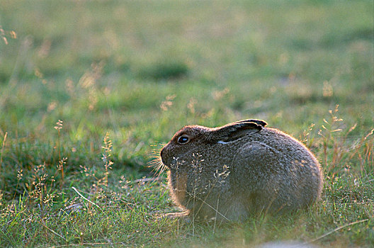 高山,野兔,瑞典