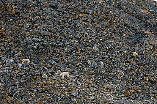 挪威,斯瓦尔巴群岛,斯匹次卑尔根岛,北极熊,三个,成年,旅行,一起,岩石海岸