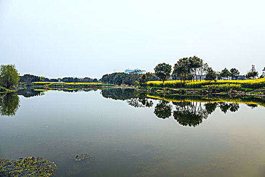 油菜花美景