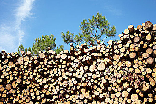 一堆木材,阿基坦,法国