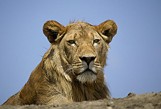 非洲狮,狮子,坦桑尼亚