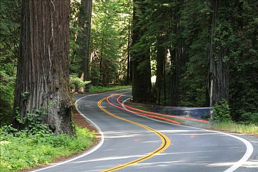 尾灯,汽车,驾驶,巨树之道,景色,旁路,高,红杉,北美红杉,加利福尼亚,美国