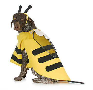 狗,穿,蜜蜂,服饰
