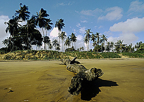 圭亚那,海滩,枯木,沙子