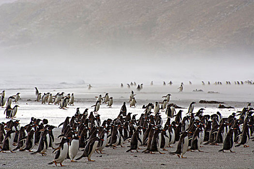 福克兰群岛,岛屿,巴布亚企鹅,争斗,风