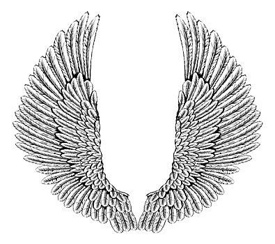 鹰,天使之翼