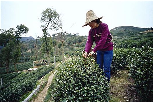 女人,挑选,茶,杭州,中国