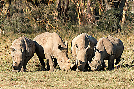四个,白色,犀牛,进食,纳库鲁湖国家公园,肯尼亚,非洲
