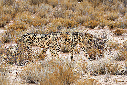 印度豹,猎豹,两个男人,走,并排,卡拉哈迪大羚羊国家公园,北开普,南非,非洲