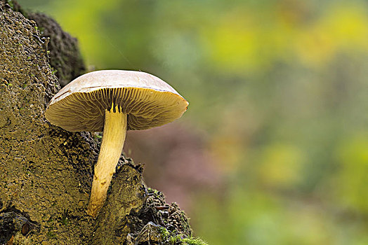 簇生垂幕菇,黄金菇,黑森州,德国,欧洲