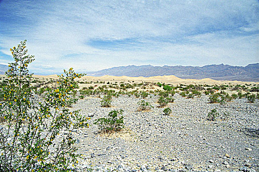 花,死亡谷国家公园,加利福尼亚,美国