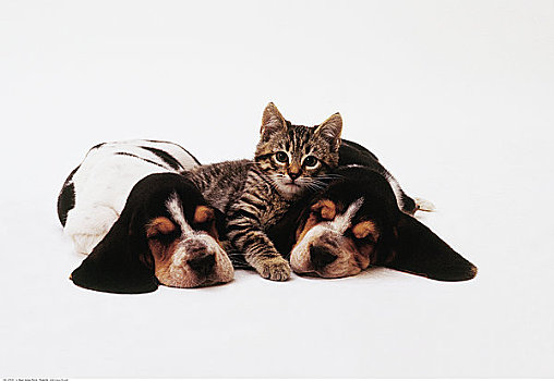 小猫,卧,两个,巴塞特猎犬,小狗